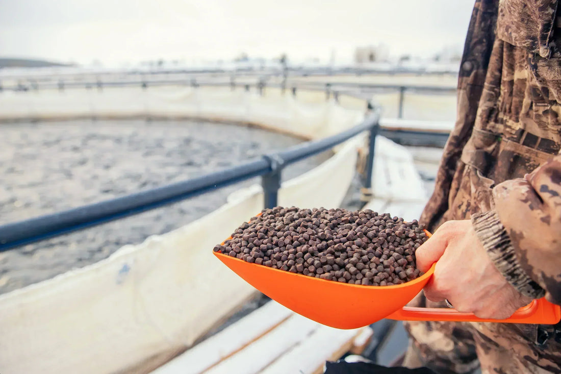 Insects as Food and Feed: A Sustainable Protein Revolution