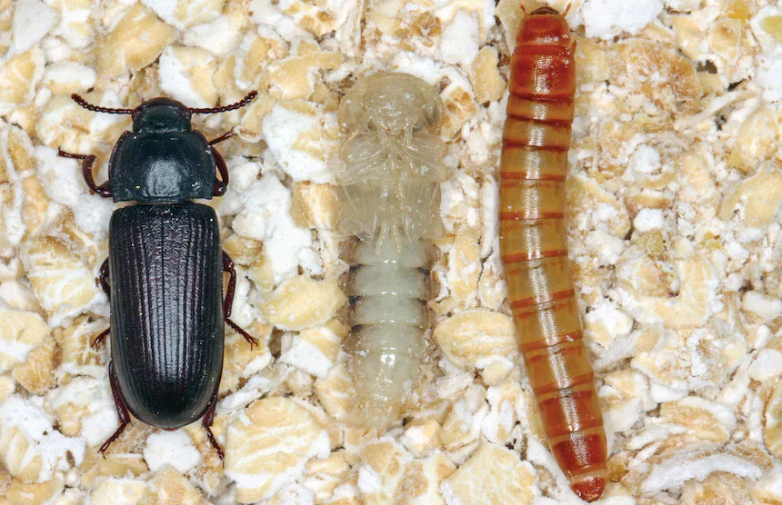 Understanding the Mealworm Lifecycle for Successful Farming