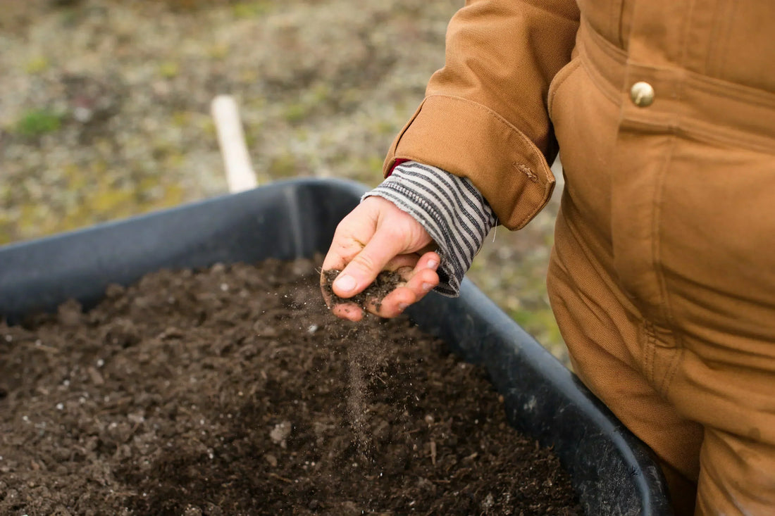 Hand sprinkling organic fertilizer into garden soil – comparing insect frass, chicken manure, and chemical fertilizers for plant growth.