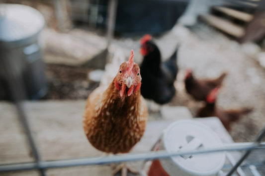 Do Chickens Need Toys? Enrichment Ideas for a Happy Backyard Flock
