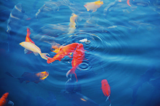 Fish Pond