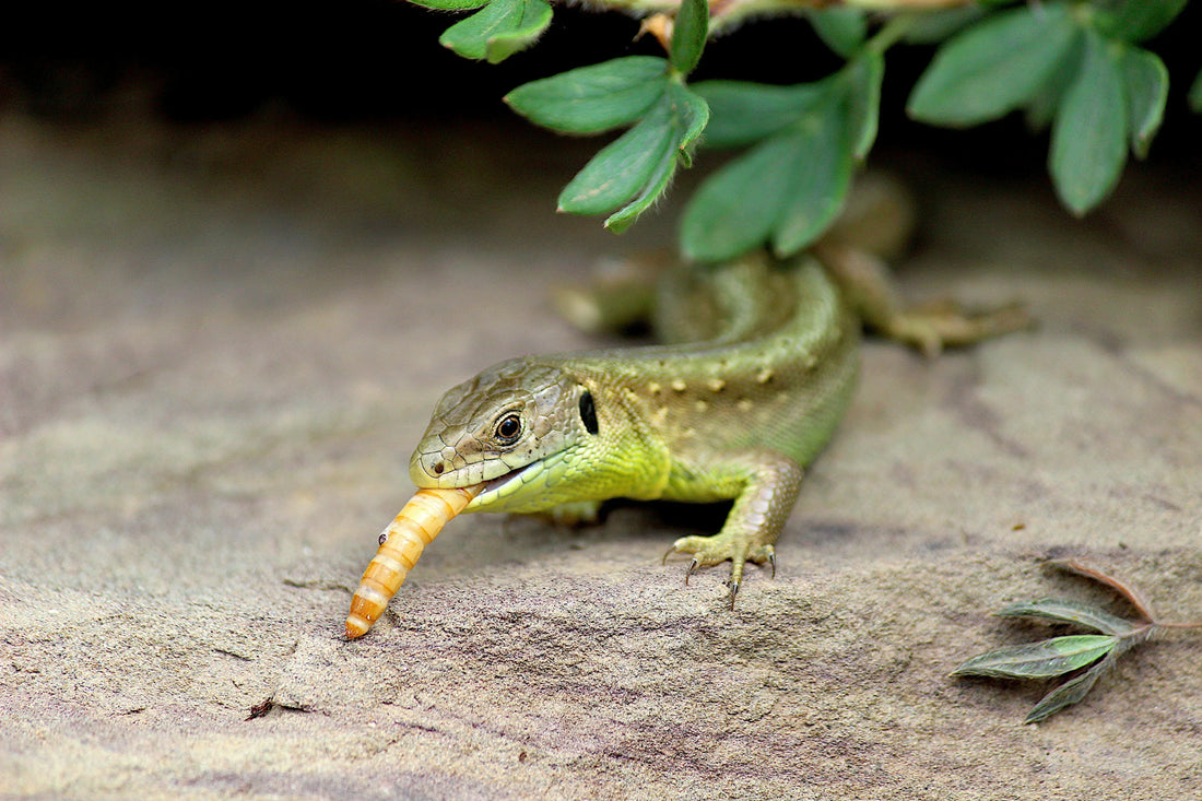 Green lizard eating a live mealworm on a rock under leafy cover