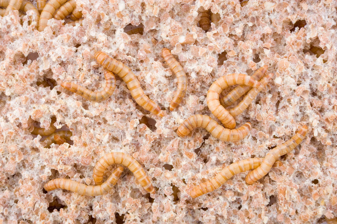Mealworms feeding on grain-based substrate for optimal growth and nutrition