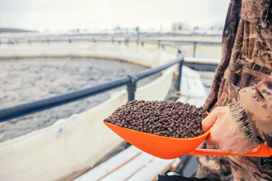 Insects as Food and Feed: A Sustainable Protein Revolution