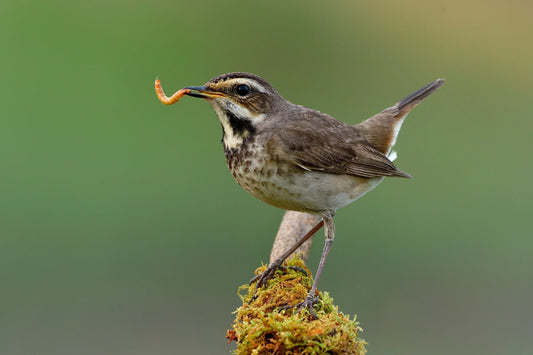 Why Live Mealworms Are the Best Food for Wild Birds ?