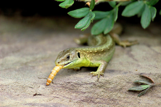 Green lizard eating a live mealworm on a rock under leafy cover