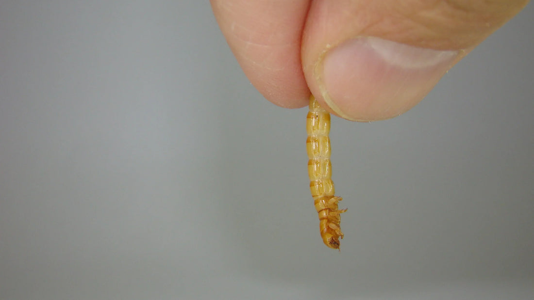 Dried mealworm held between fingers as high-protein insect feed