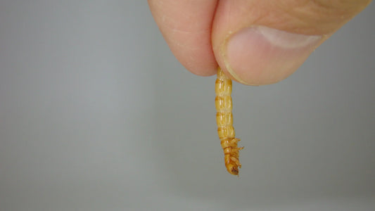 Dried mealworm held between fingers as high-protein insect feed