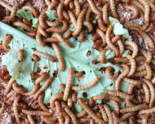 Live mealworms feeding on leafy greens in a home breeding setup
