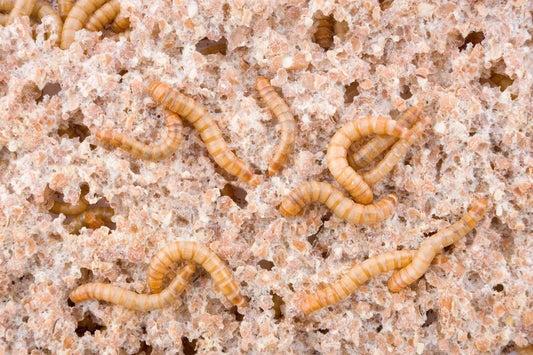 Mealworms feeding on grain-based substrate for optimal growth and nutrition