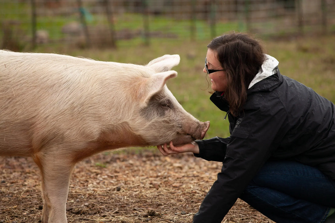 Woman interacting with a pig on a farm promoting sustainable livestock feeding and exploring insect protein for animal feed solutions