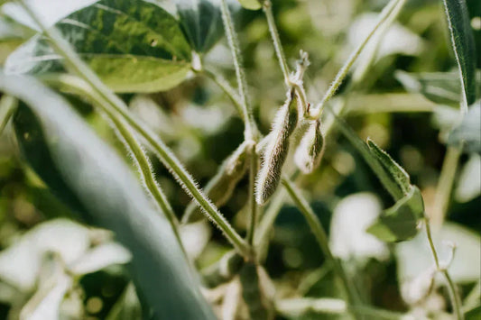 Close-up of soybean pods on a plant, illustrating soybean production for animal feed and its environmental impact