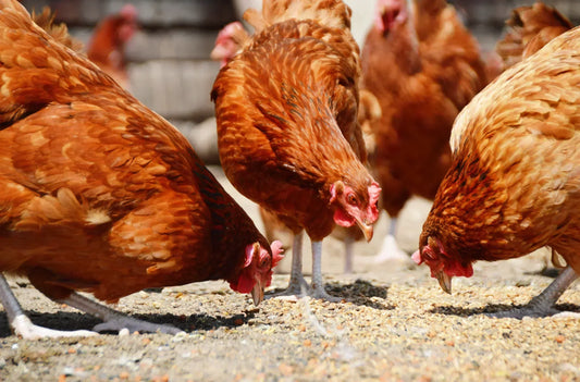 Brown chickens pecking at feed on the ground in a free-range poultry farm
