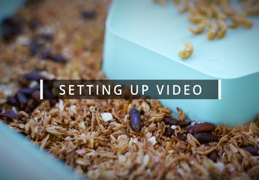 Load video: How to Setup Mealworm Kit at Home